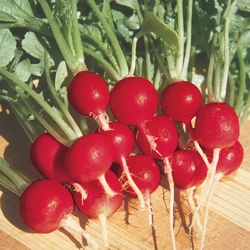 Champion Radish